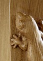 Oak gecko carving detail thumbnail
